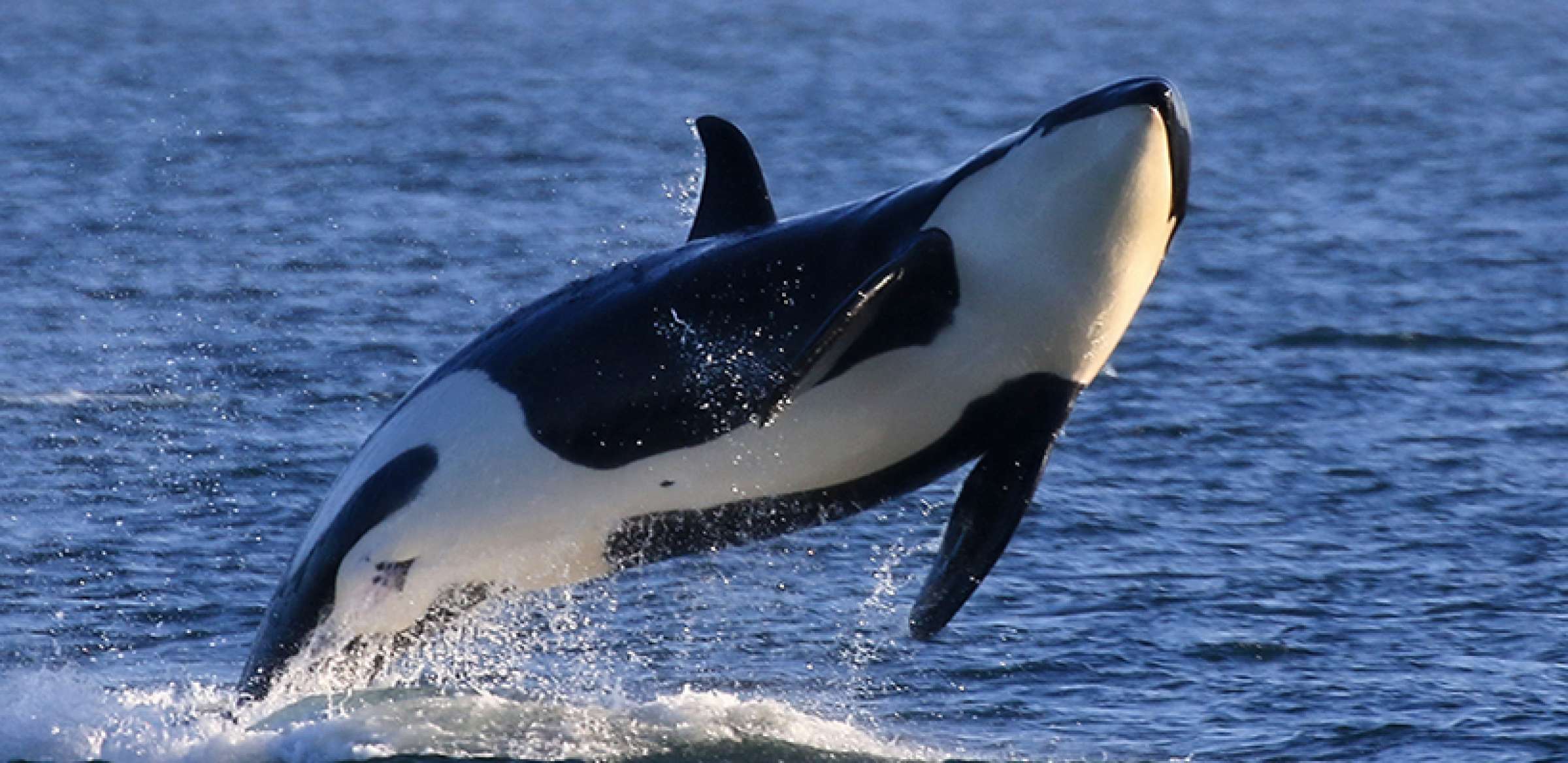 2016 Guaranteed Whale Watching Photo Gallery | Island Adventures